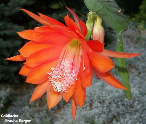 Epikakteen Goldlachs Epiphyllum Blattkakteen